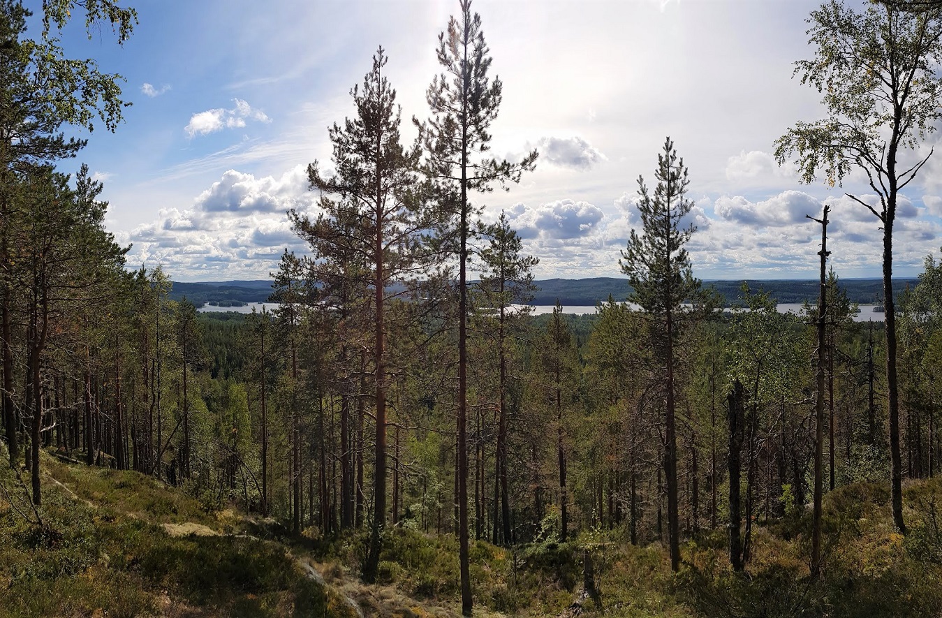Maisemakuva metsäisen vaaran päältä kohti siintävää järveä.