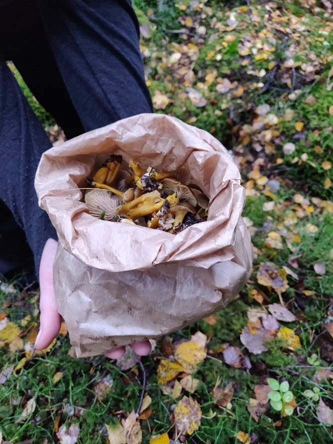 Funnel chantarelles.