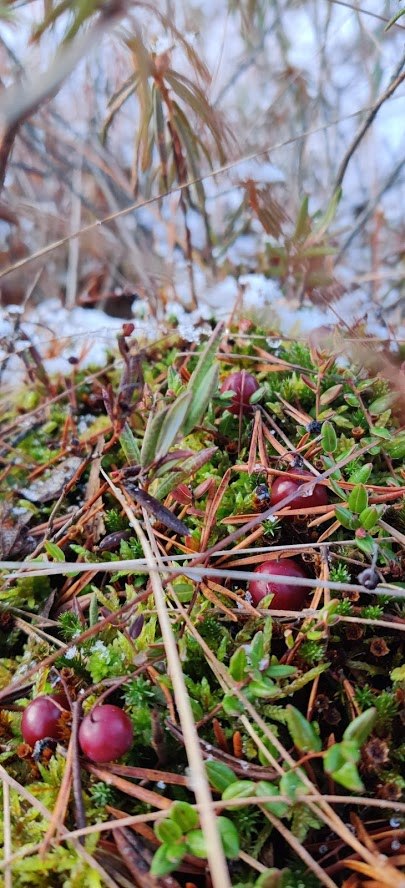 Cranberries.