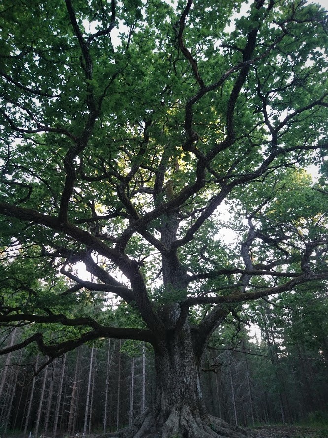 The Paavola Oak Tree in its Midsummer glory.