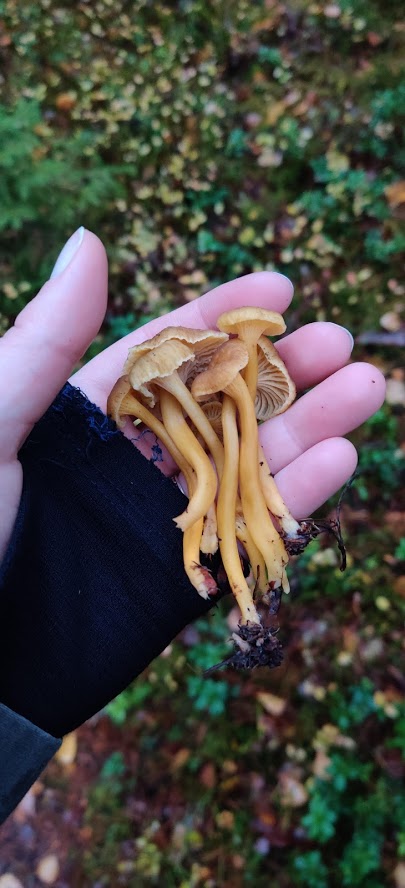 Funnel chantarelles.