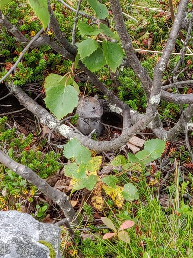 Aatu the vole