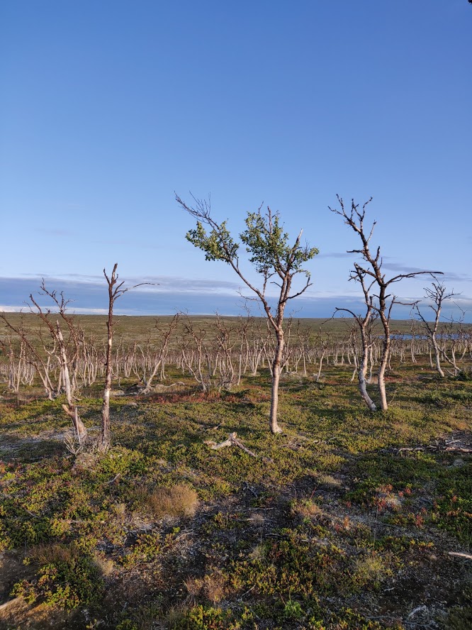 Birches destroyed by the autumnal moth