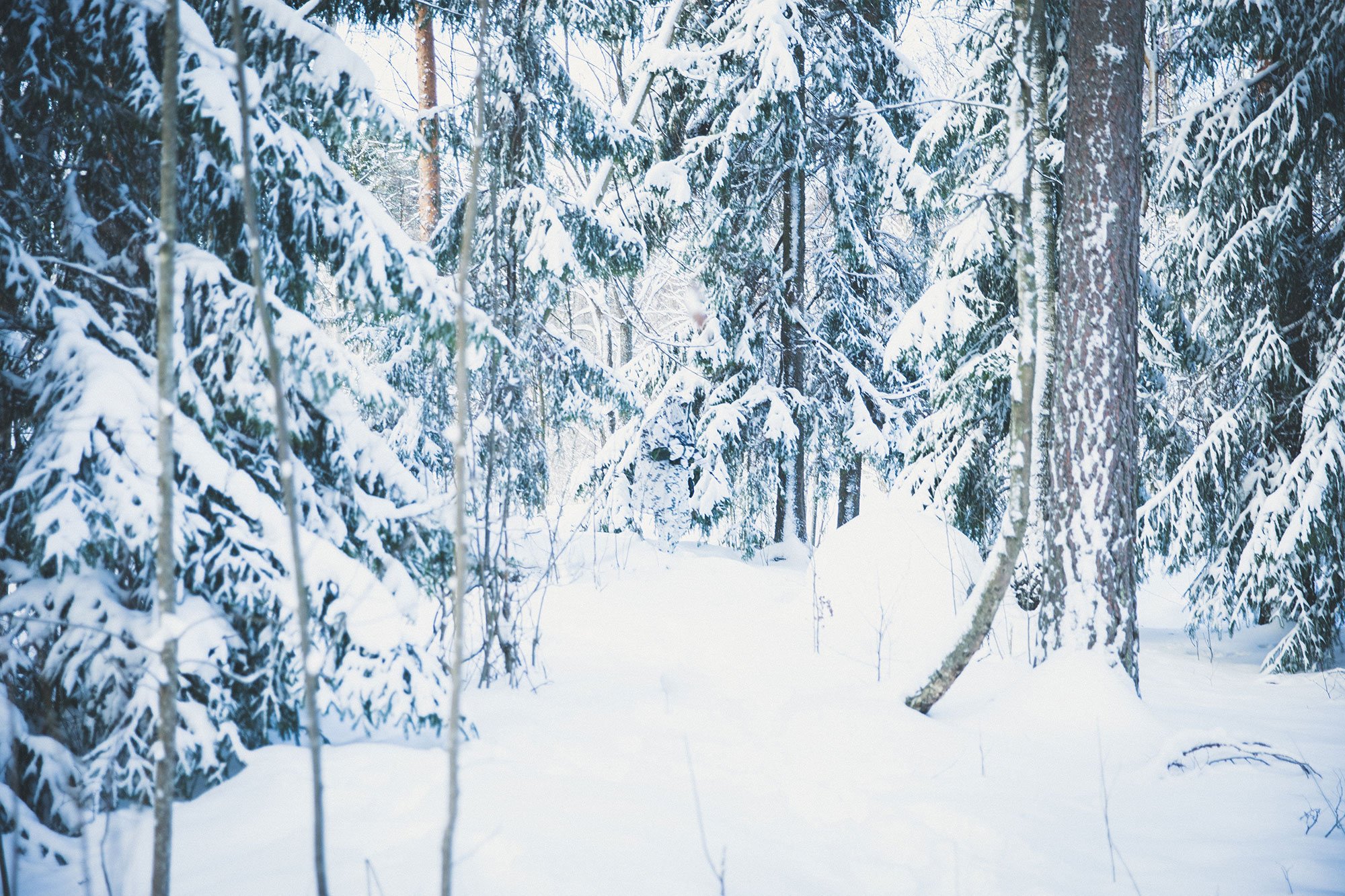 Snow camouflaged soldier disappears into the forest background