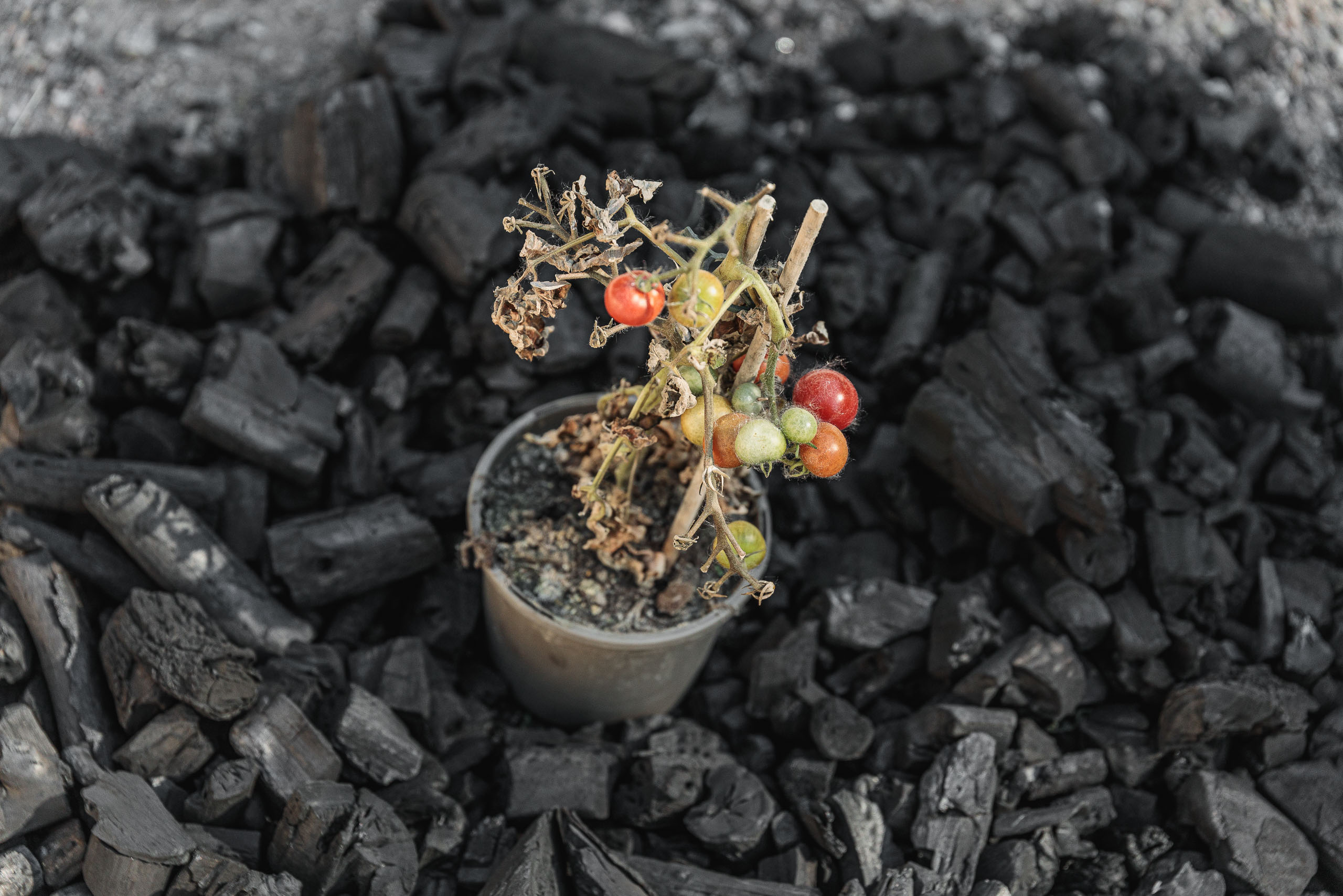 Tomato plant in coal