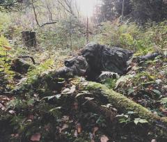 Camping with the Defence Forces