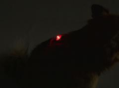 Adventure Lights, Guardian, Hunting Dog Light, Red.