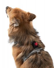 Adventure Lights, Guardian, Hunting Dog Light, Red.