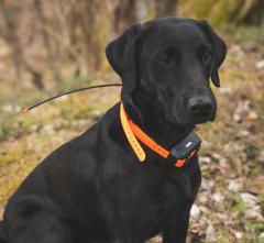 Garmin Alpha 100 + T5 Mini dog GPS.