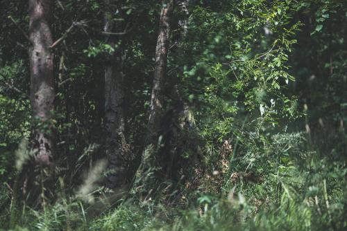 Mil-Tec Oak Leaf 3D ghillie suit. Kneeling, photographed from approx. 15 m away.