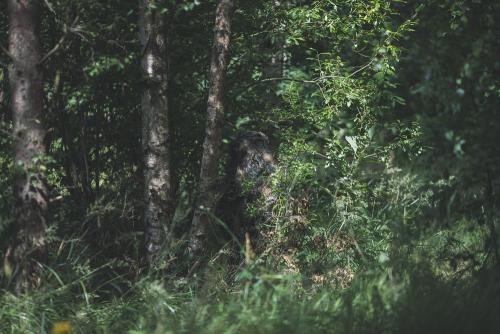 Mil-Tec Ghillie suit. Kneeling, photographed from approx. 15 m away.