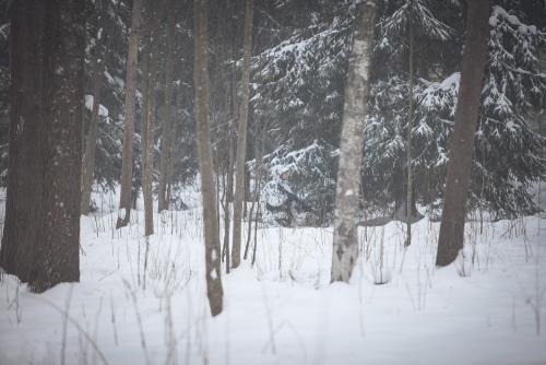 Särmä TST L7 Camouflage Pants.