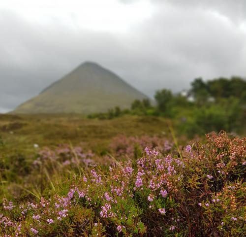 Heather growing on a hilly terrain.