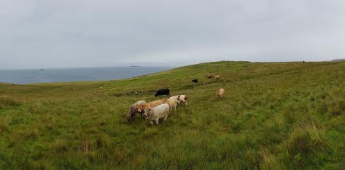 Cows on a field near water.