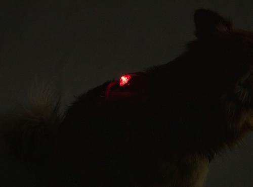 Adventure Lights, Guardian, Hunting Dog Light, Red.