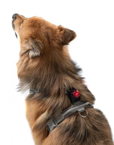 Adventure Lights, Guardian, Hunting Dog Light, Red.