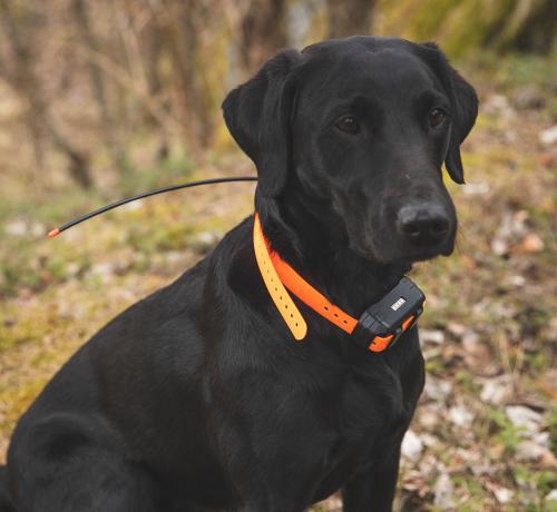 Garmin Alpha 100 + T5 Mini dog GPS.